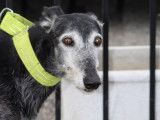 Currito, tendre Galgo de 8 ans à adopter avant l'hiver