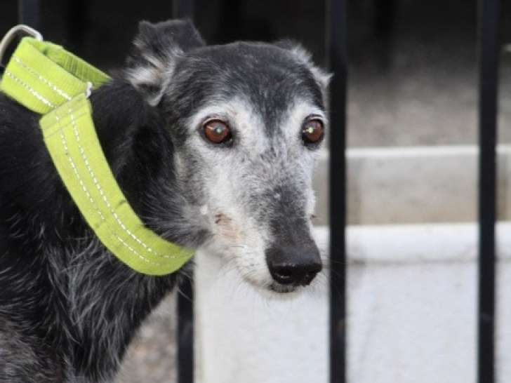 Currito, tendre Galgo de 8 ans à adopter avant l'hiver
