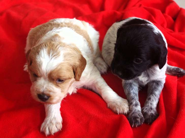 Chiots de race Épagneul Breton à vendre (5 femelles & 1 mâle)