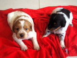 Chiots de race Épagneul Breton à vendre (5 femelles & 1 mâle)