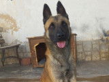 Kant, chien de type Berger Belge Malinois Mâle à adopter