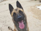 Kant, chien de type Berger Belge Malinois Mâle à adopter