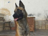Kant, chien de type Berger Belge Malinois Mâle à adopter