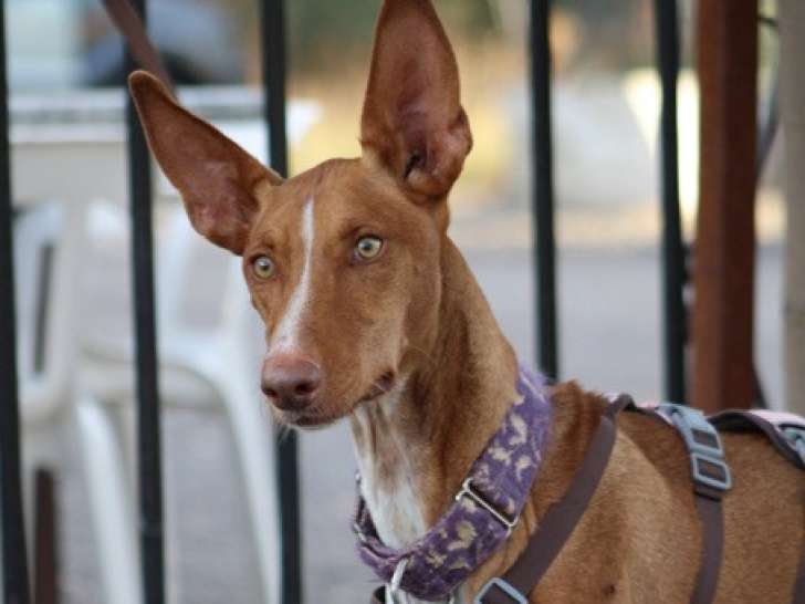 Reina, jeune et magnifique Podenca Andalouse à adopter