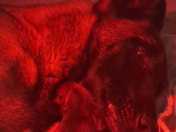 10 chiots Malinois LOF fauve charbonné à réserver