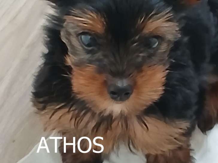 Adorables chiots mâles Yorkshire Toy à vendre