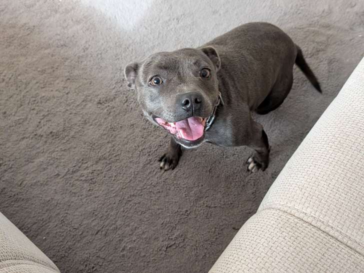Chienne Staffie à donner
