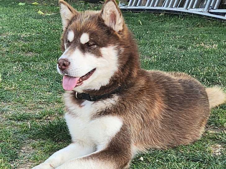Magnifique mâle Malamute chocolat LOF disponible pour saillie