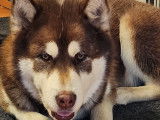 Magnifique mâle Malamute chocolat LOF disponible pour saillie