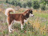 Magnifique mâle Malamute chocolat LOF disponible pour saillie