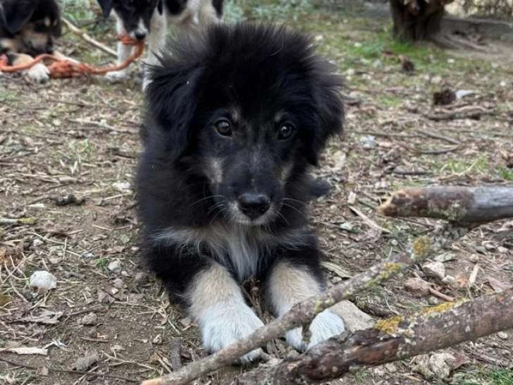 Nero, chiot mâle à adopter
