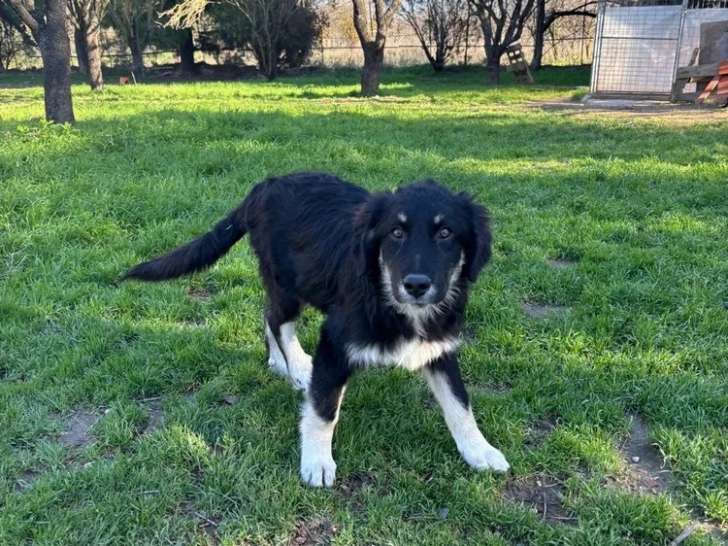 Nero, chiot mâle à adopter