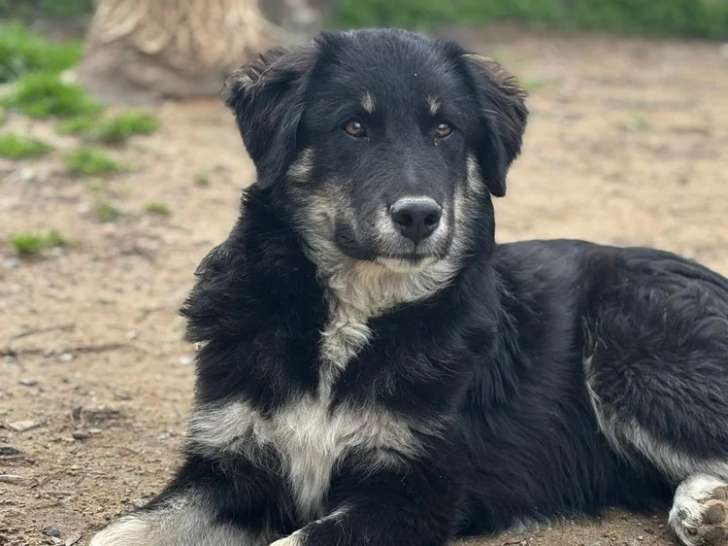 Nero, chiot mâle à adopter