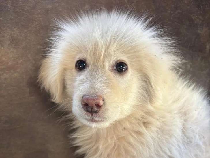 Shiro, chiot male à adopter