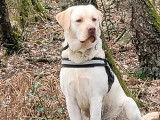 Mâle Labrador sable disponible pour saillie
