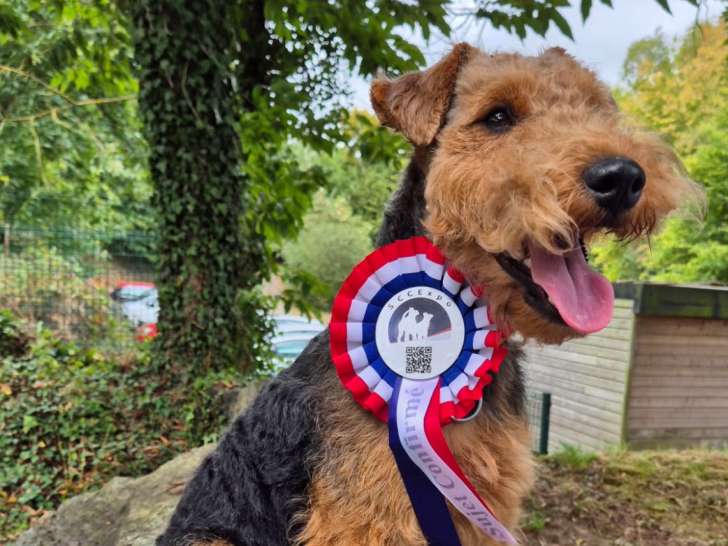 Mâle Welsh Terrier disponible pour saillie