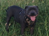 Cherche femelle Staffie pour saillie