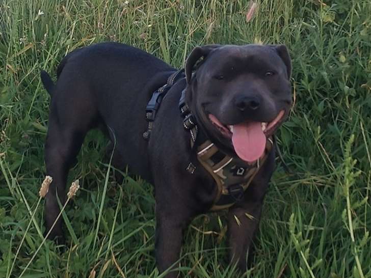 Cherche femelle Staffie pour saillie