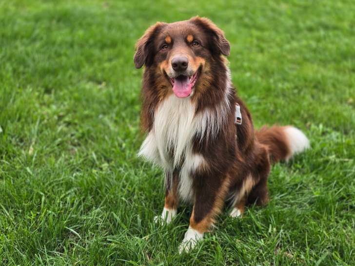Mâle Border Collie disponible pour saillie