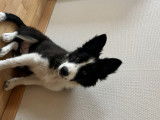 Ayla, adorable chiot femelle Border Collie cherche une nouvelle famille