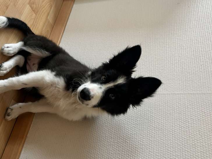 Ayla, adorable chiot femelle Border Collie cherche une nouvelle famille