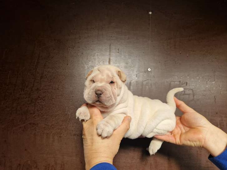 Magnifique chiots Shar-Peï à vendre
