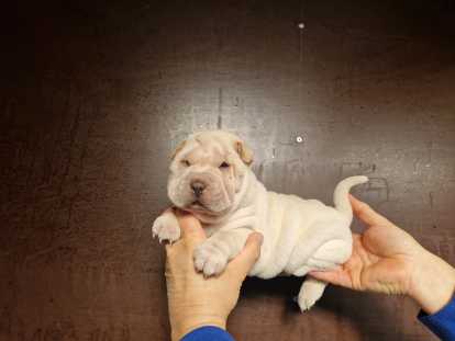 Magnifique chiots Shar-Peï à vendre