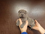 Magnifique chiots Shar-Peï à vendre