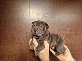 Magnifique chiots Shar-Peï à vendre