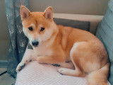 Ruby, femelle Shiba Inu disponible pour saillie