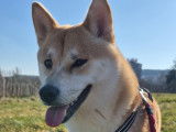 Ruby, femelle Shiba Inu disponible pour saillie