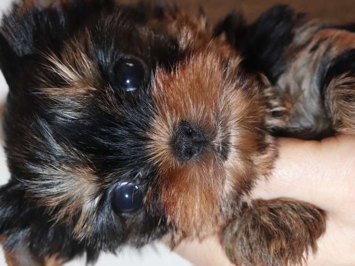 Chiots femelles Yorkshire Terrier à vendre