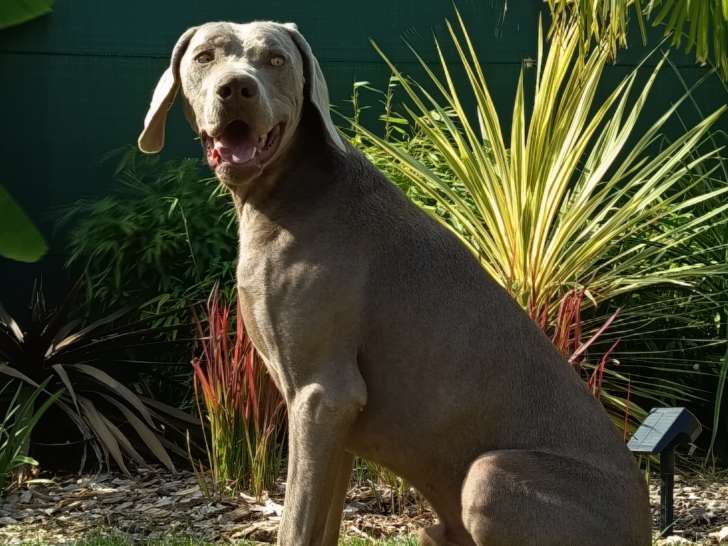 Mâle Braque de Weimar disponible pour saillie