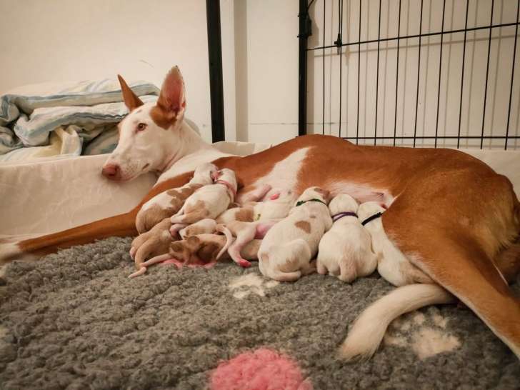 Pinta avec sa première portée