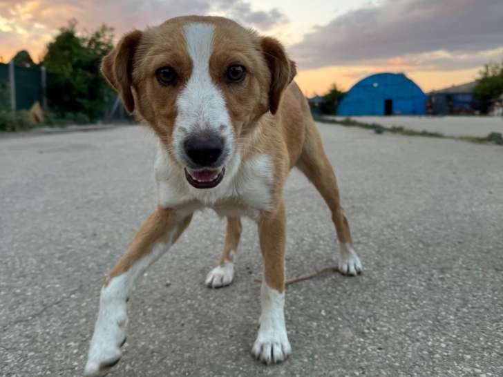 Ginger, jeune chienne à adopter en association