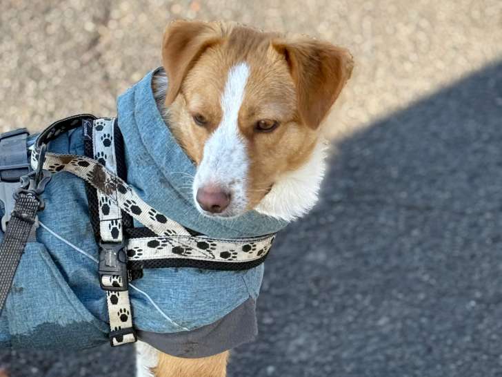 Ginger, jeune chienne à adopter