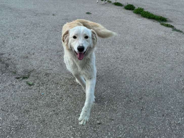 Kasper, croisé Golden à adopter en association