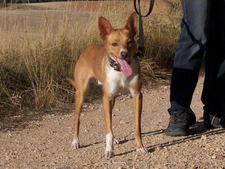 Colibri, jeune chien joueur et affectueux à adopter