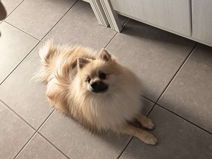 Mosnow, Spitz Allemand disponible pour saillie