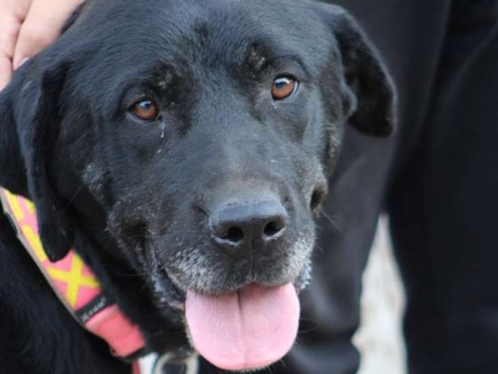 Pin, jeune chienne Mâtin Espagnol douce et affectueuse à adopter