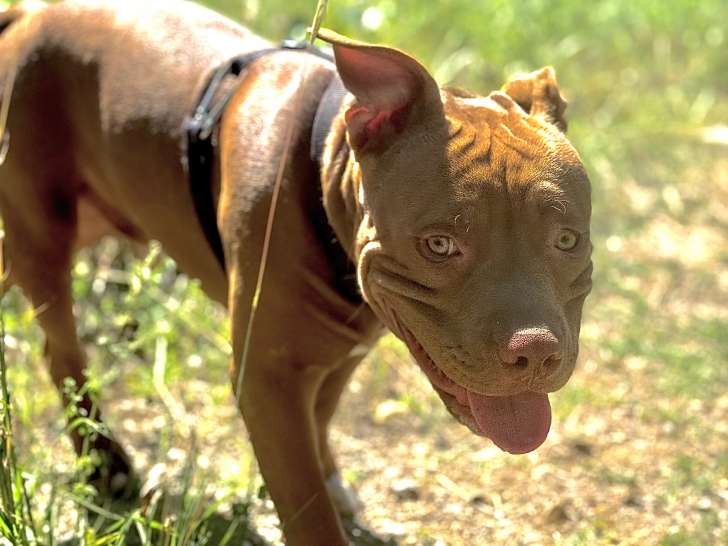 Mâle American Bully disponible pour saillie