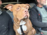 Mâle American Bully disponible pour saillie