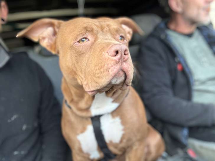 Mâle American Bully disponible pour saillie