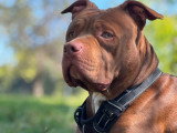 Mâle American Bully disponible pour saillie