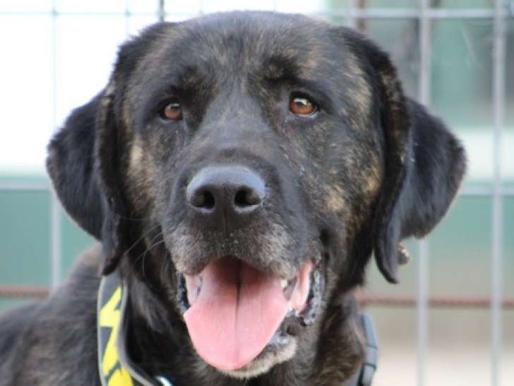 PON , Jeune et magnifique Mastin Espagnol à adopter