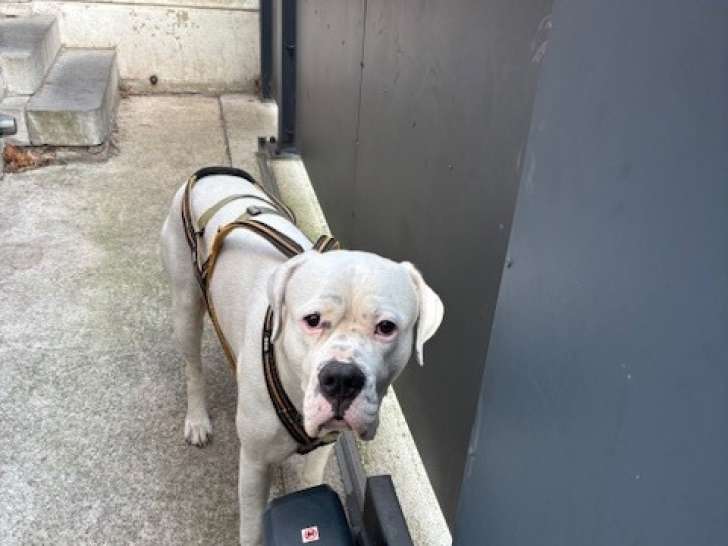 Chien Dogue Argentin à donner