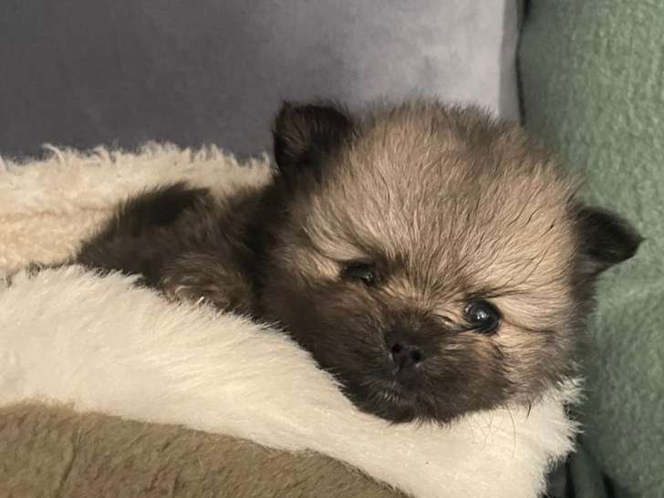 Chiots Spitz Nain Poméranien à vendre