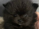 Chiots Spitz Nain Poméranien à vendre