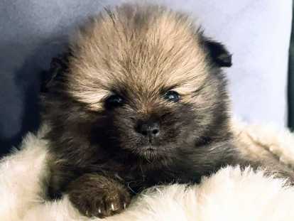 Chiots Spitz Nain Poméranien à vendre