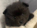 Chiots Spitz Nain Poméranien à vendre